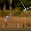 Racek chechtavy - Chroicocephalus ridibundus - Black-headed Gull 5767